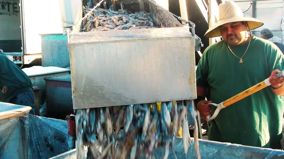 Man in a green shirt unloading fish into a large bin.