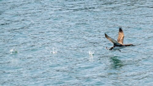 A bird is flying over a body of water with a fish in its beak, causing small splashes in the water below. Just like the kids at Port Hueneme Little League, the bird demonstrates focus and determination.