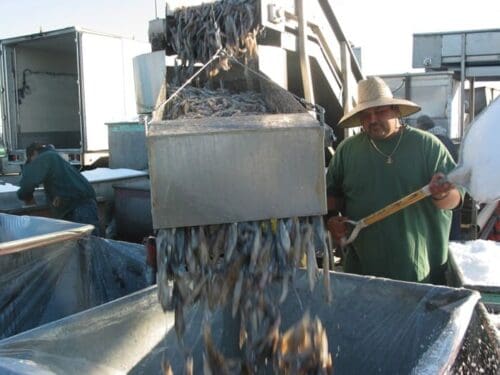 A worker in a wide-brimmed hat guides fish being dumped from a large metal container into bins at a fish processing facility, part of the operations bolstered by the recent $3.935 million state grant for Port of Hueneme as Governor ramps up the California Port Data Partnership Program.