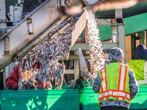 Workers in high-visibility vests, bolstered by the recent $3.935 Million State Grant for Port of Hueneme, oversee fish being transferred from a conveyor belt into a large green container as part of the Governor's initiative to ramp up the California Port Data Partnership Program.