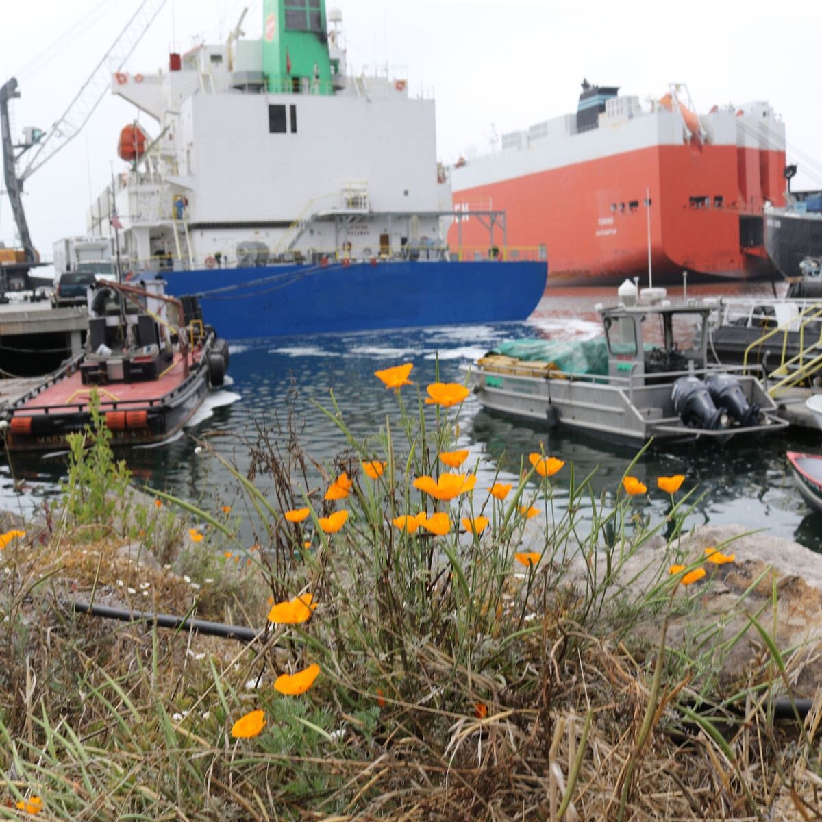 A variety of boats, including cargo ships, are docked in a marina. In the foreground, orange wildflowers are growing on a grassy area near the water, creating a picturesque home-like atmosphere.