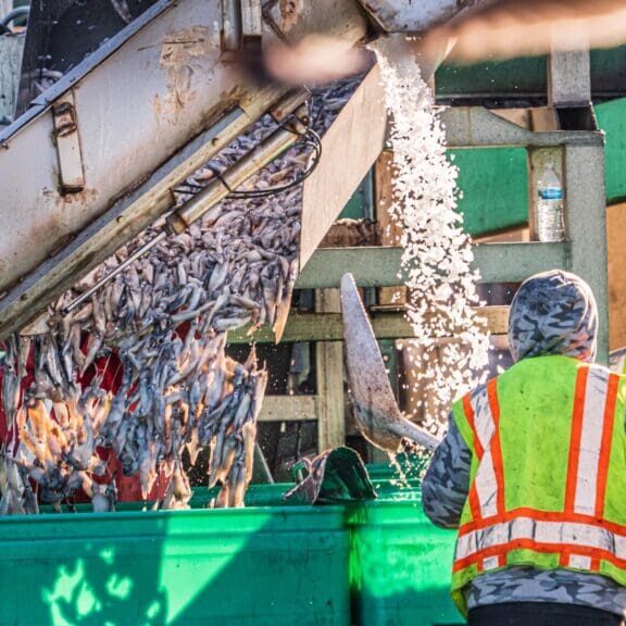 Workers in high-visibility vests, bolstered by the recent $3.935 Million State Grant for Port of Hueneme, oversee fish being transferred from a conveyor belt into a large green container as part of the Governor's initiative to ramp up the California Port Data Partnership Program.